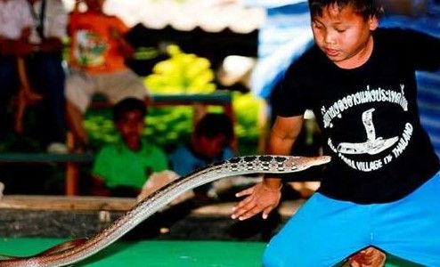 泰国眼镜蛇村 传说很多游客死于蛇毒